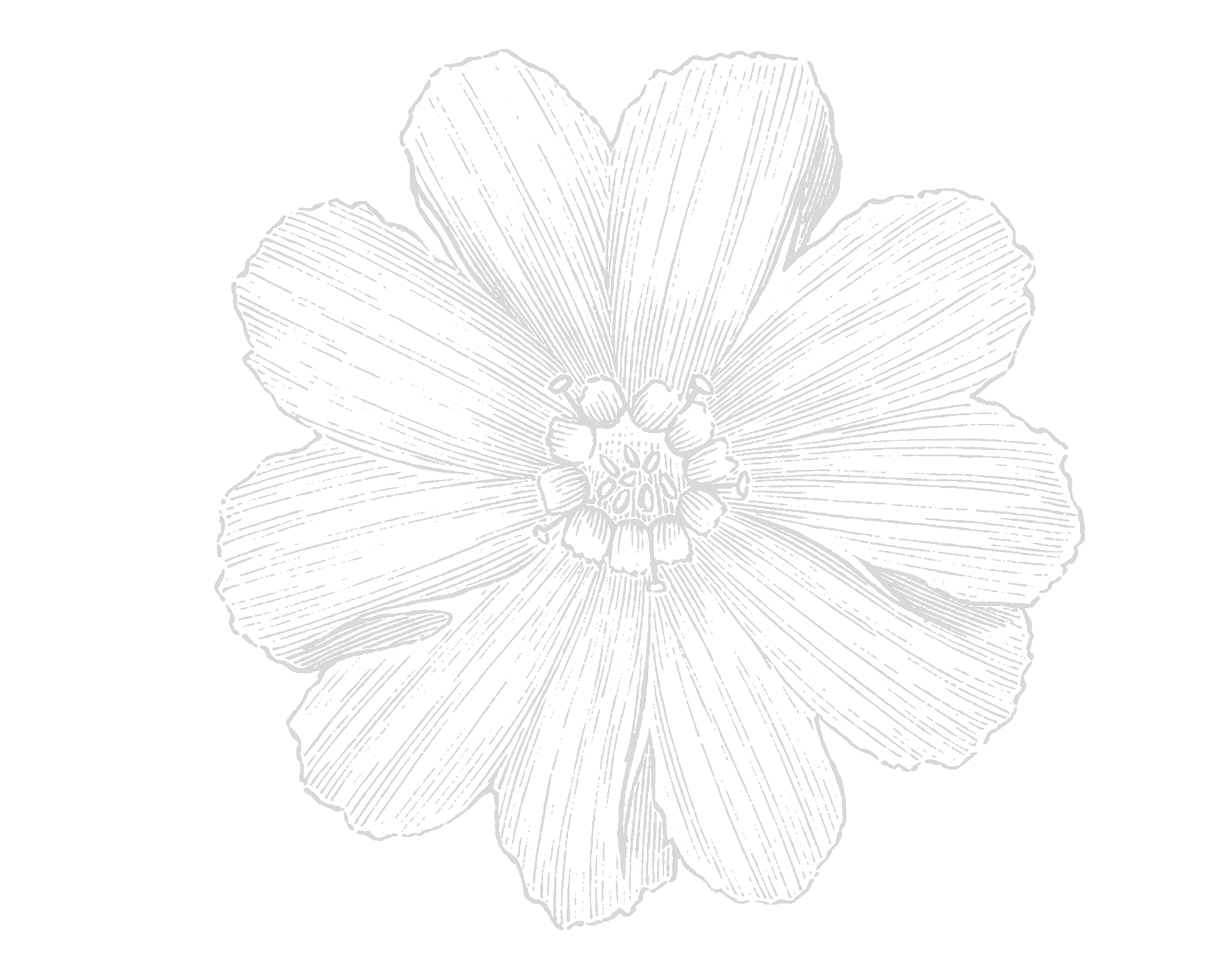 illustrated flower
